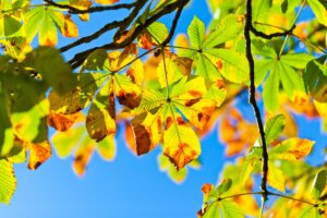 [:de]Fahrtenwoche der Klassen 1e[:fr]Semaine de voyages des classes de 1e[:]